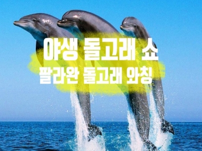 [팔라완 데이투어] 야생 돌고래 투어(돌핀 와칭 투어) - 반나절/조인